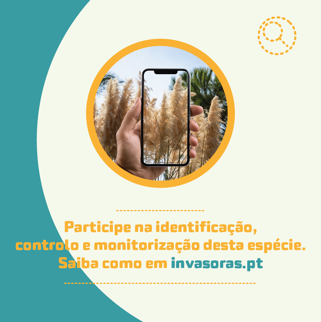 Imagem Divulgação Centro Interpretação Ambiental Leiria - Espécie exótica e invasora - Cortaderia selloana